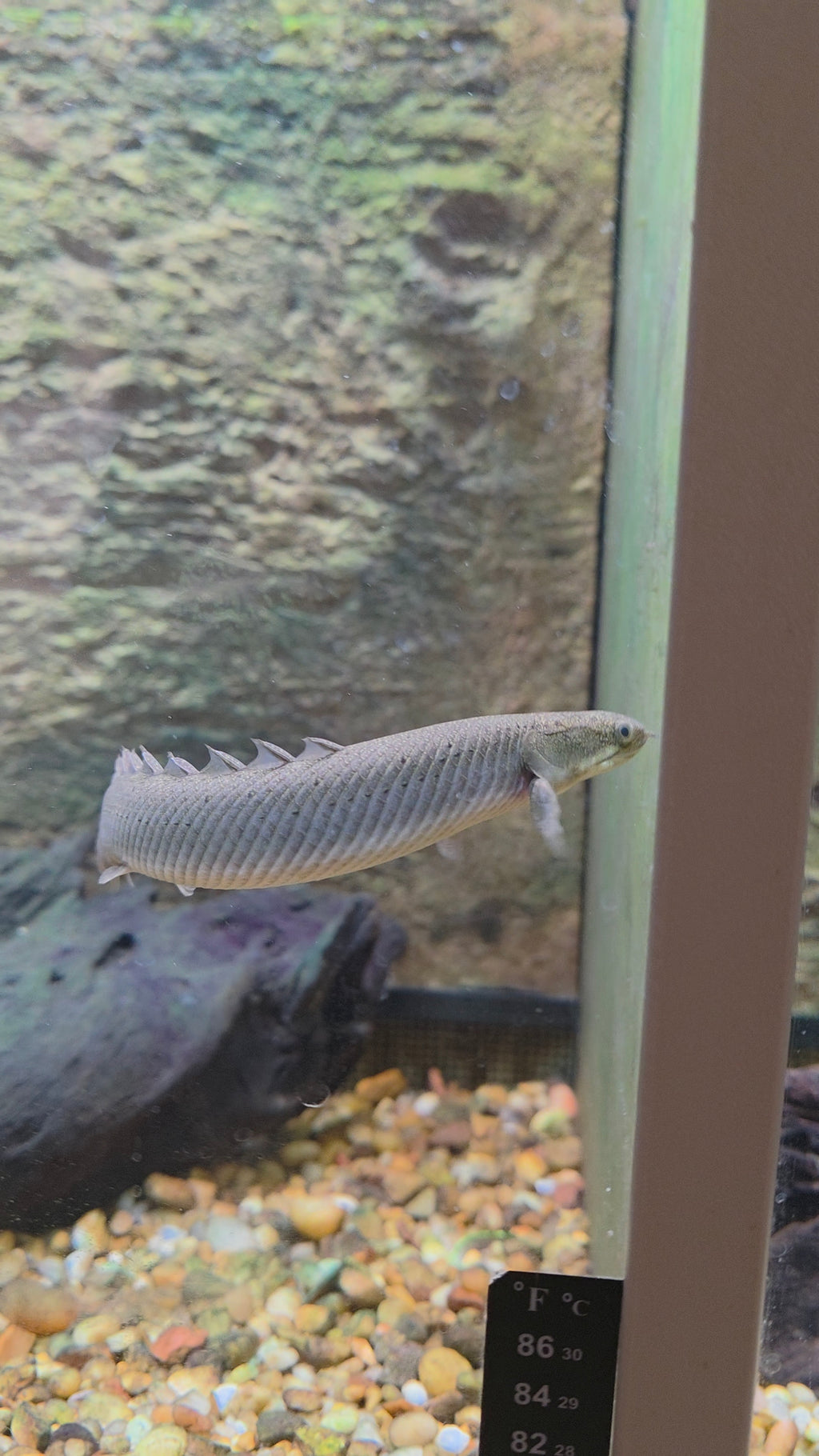 Bichir/Polypterus