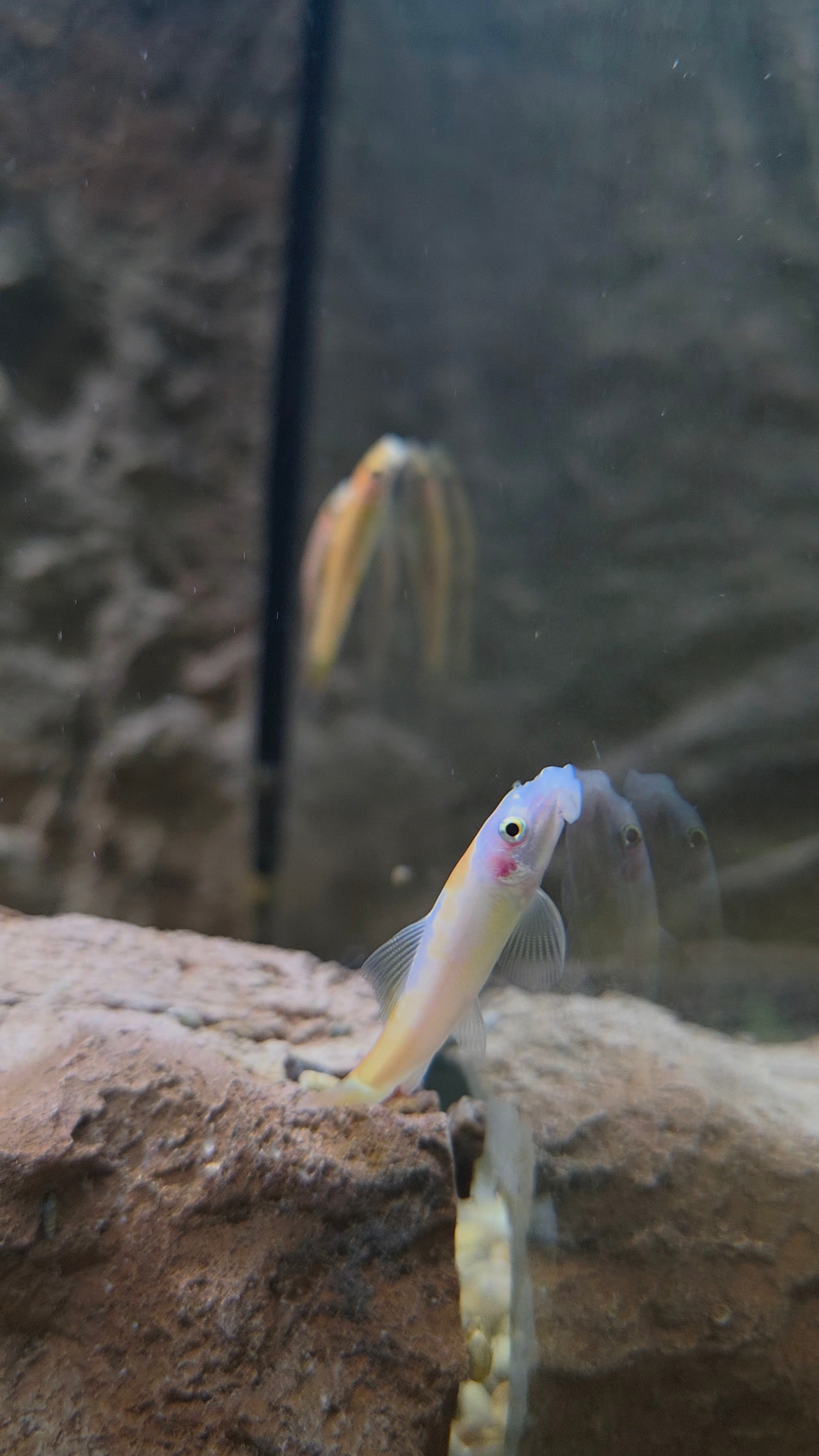 Gold Marble Algae Eater