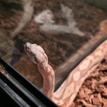 Load image into Gallery viewer, Colombian Labrith Hypo Morph VPI Albino
