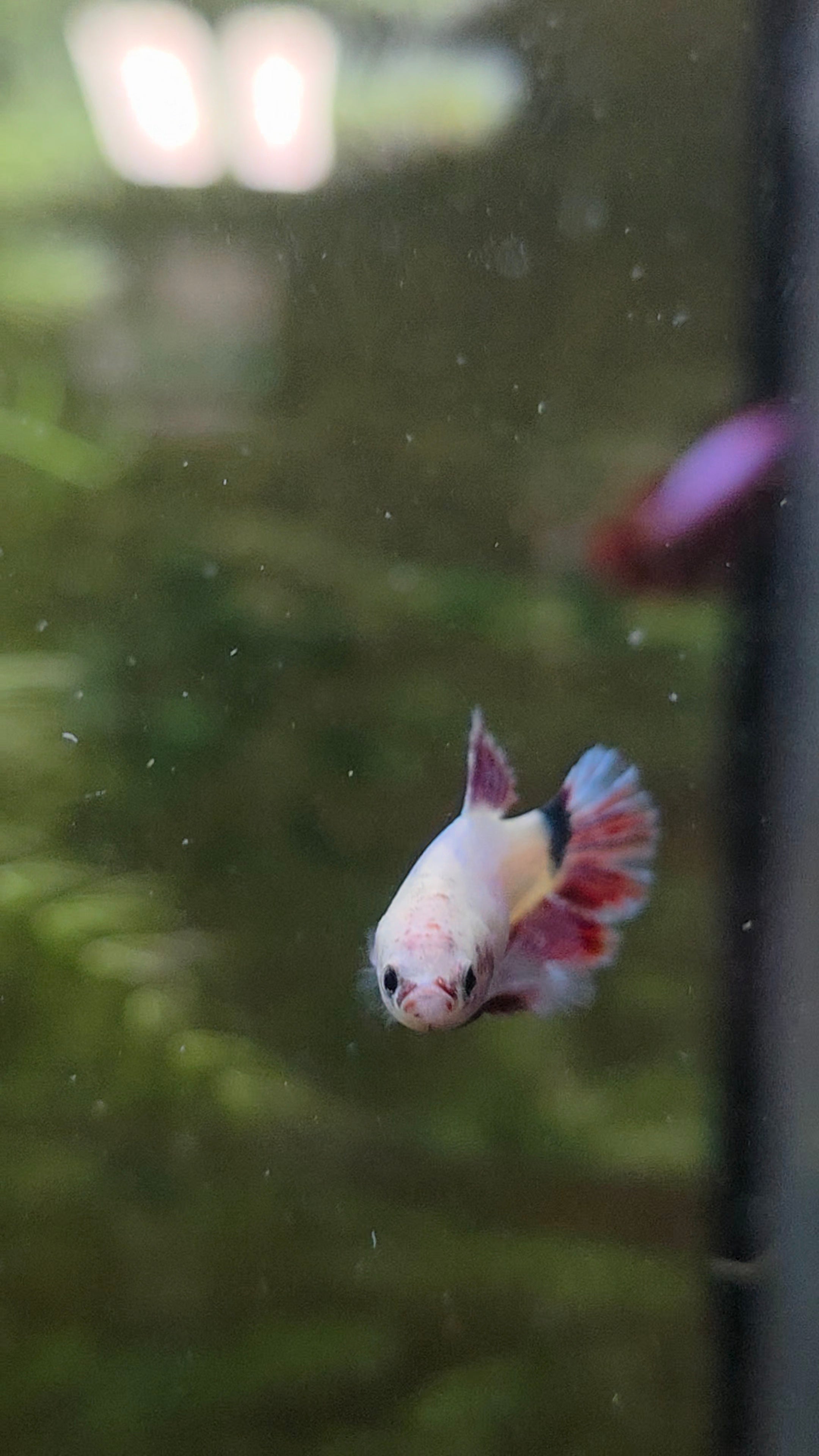 Betta Assorted Female