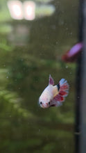 Load image into Gallery viewer, Betta Assorted Female
