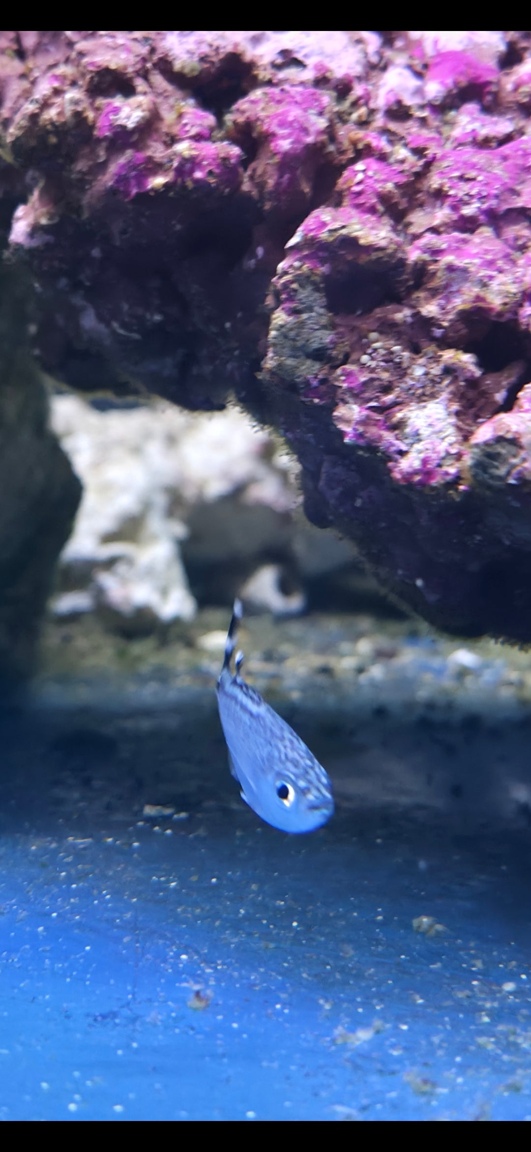 Barred Flagtail