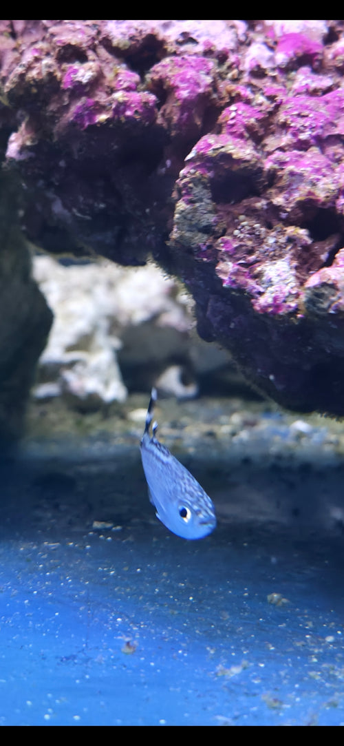 Barred Flagtail