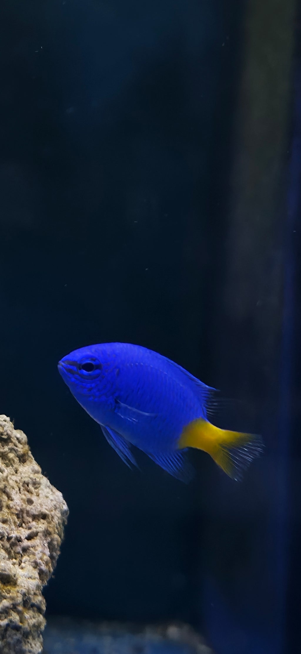 Blue Yellowtail Damsel