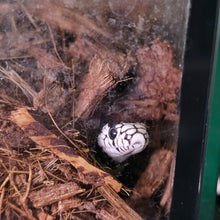 Load image into Gallery viewer, California King Snake- Blizzard
