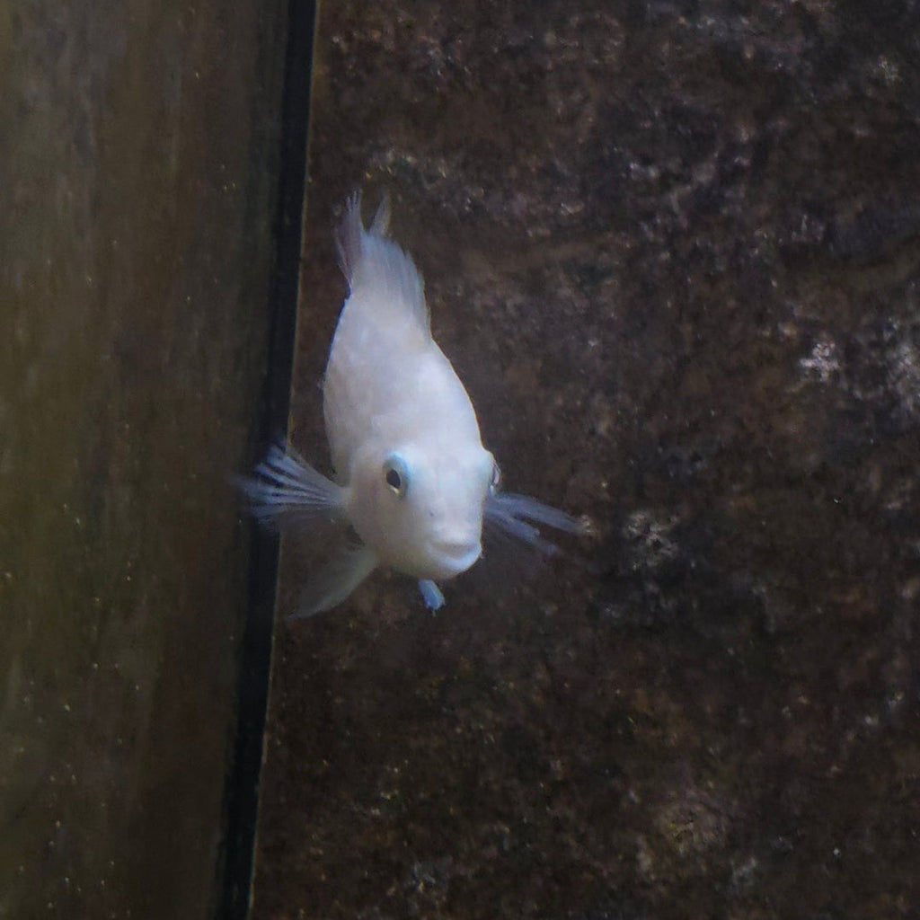 Convict Cichlid