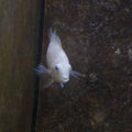 Convict Cichlid