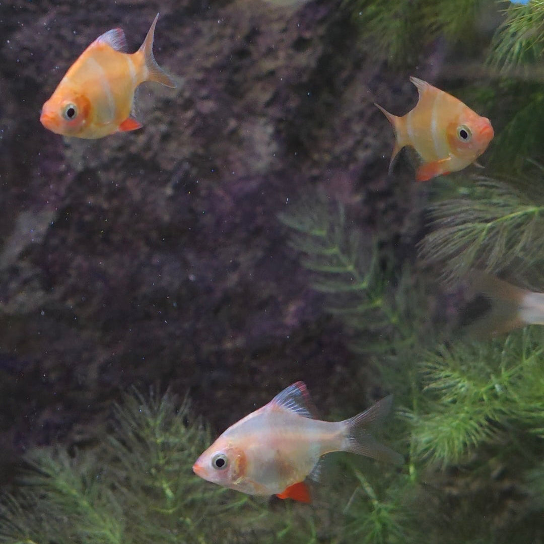 Assorted Tiger Barb