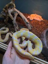 Load image into Gallery viewer, Jake, from Snake Farm 'Albino Ball'
