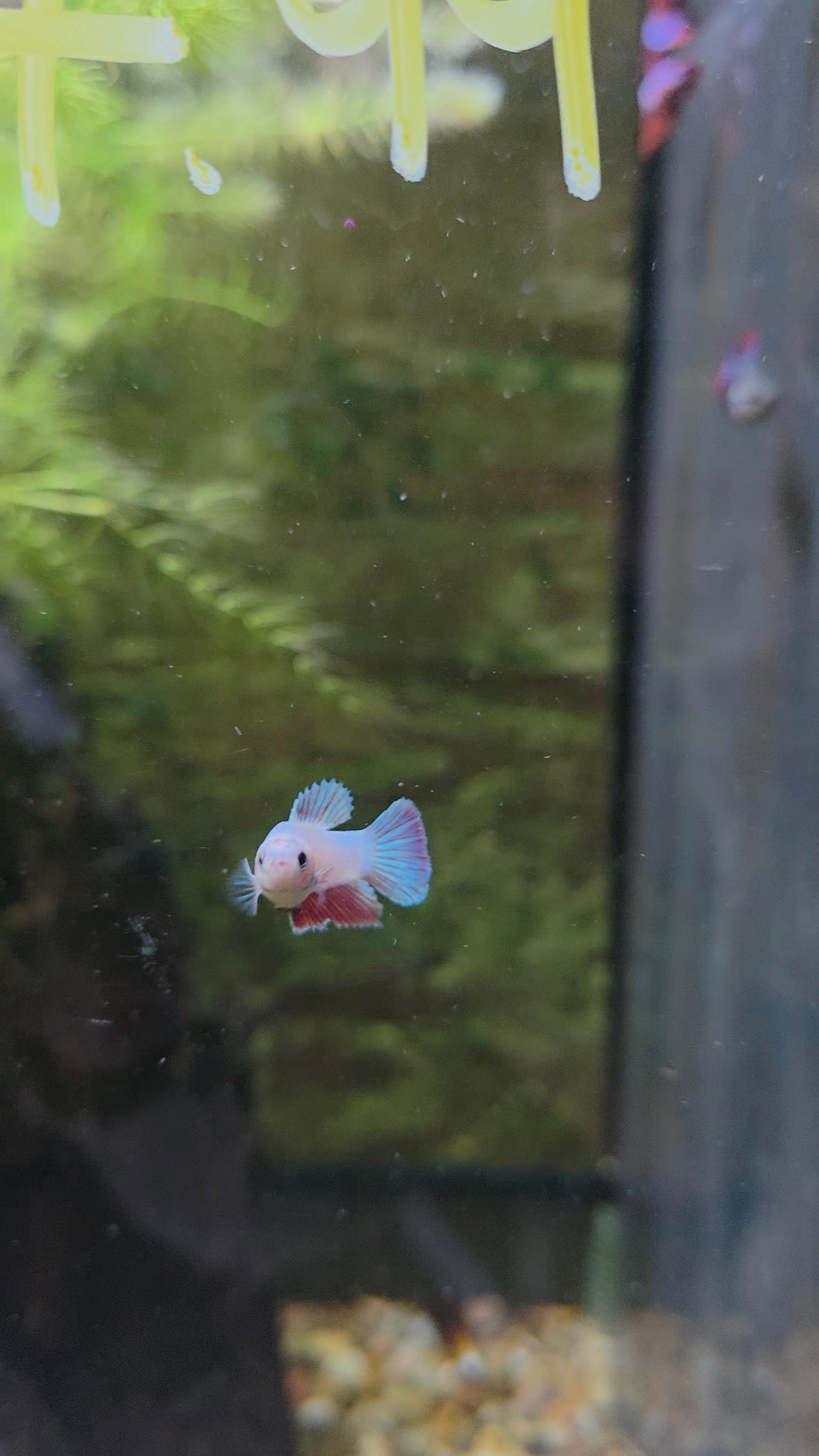 Betta Assorted Female