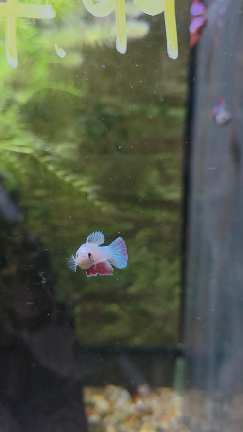 Betta Assorted Female