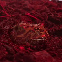 Load image into Gallery viewer, Green Apple Pacman Frog
