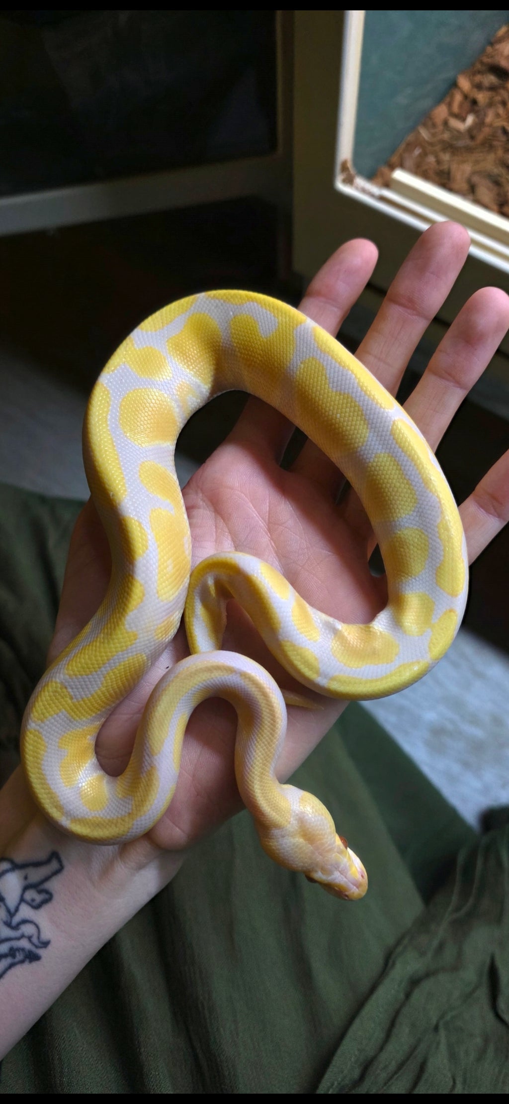 Ball Python Albino