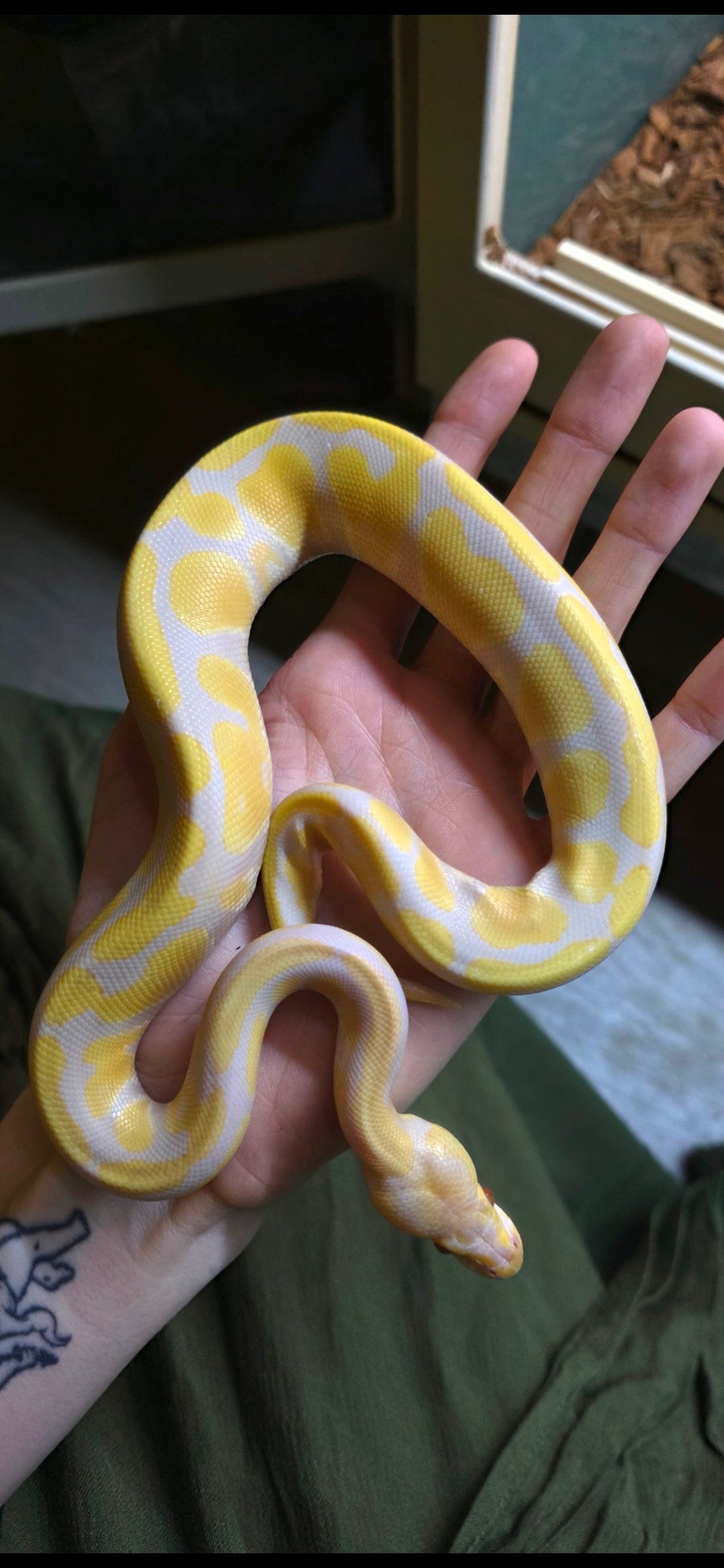 Ball Python Albino