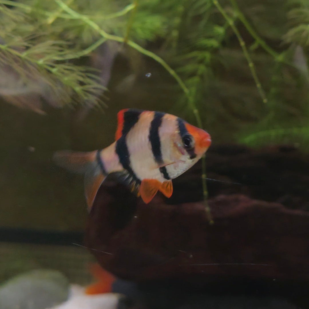 Assorted Tiger Barb