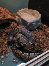 Load image into Gallery viewer, Pastel Ball Python
