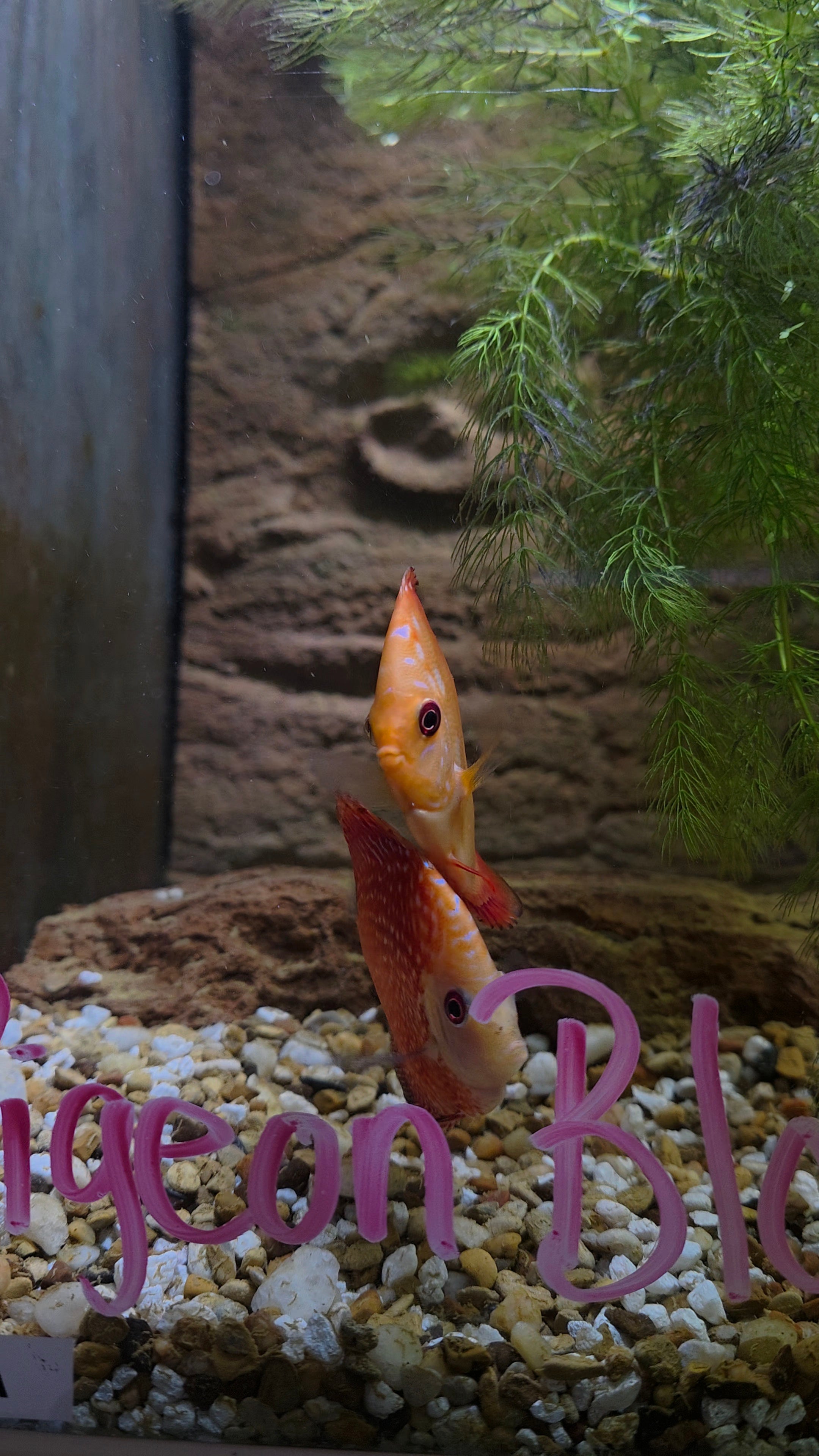 Pigeon Blood Discus