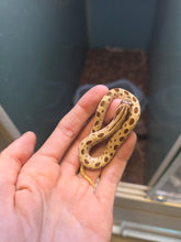 Load image into Gallery viewer, Lt. Dan 'Hognose'
