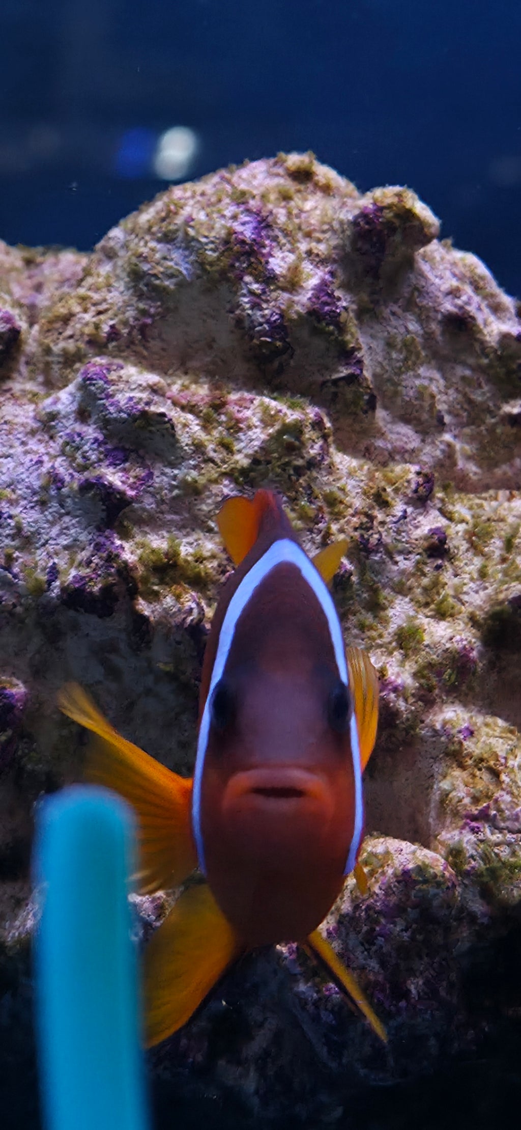 Tomato Clownfish