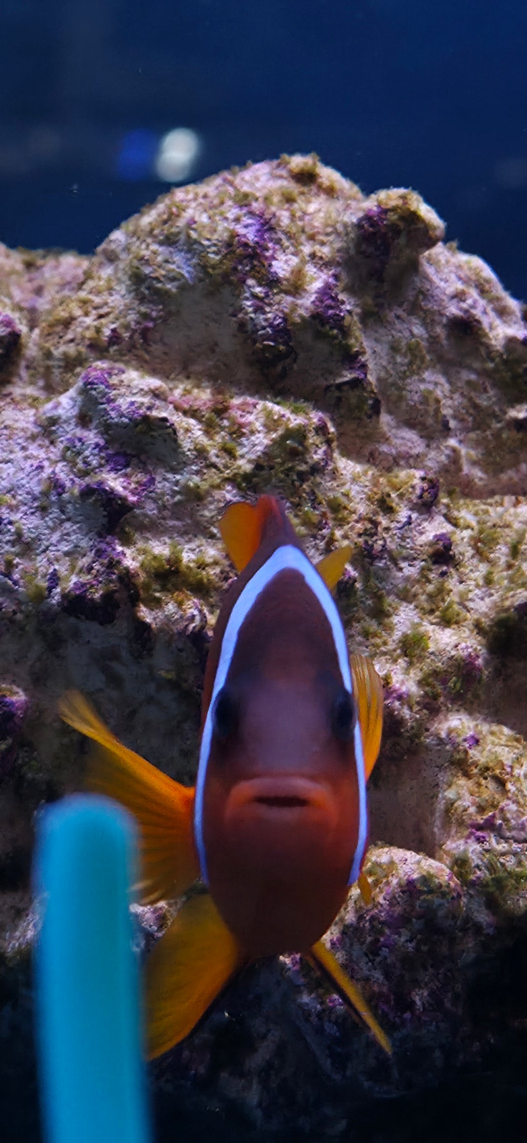 Tomato Clownfish
