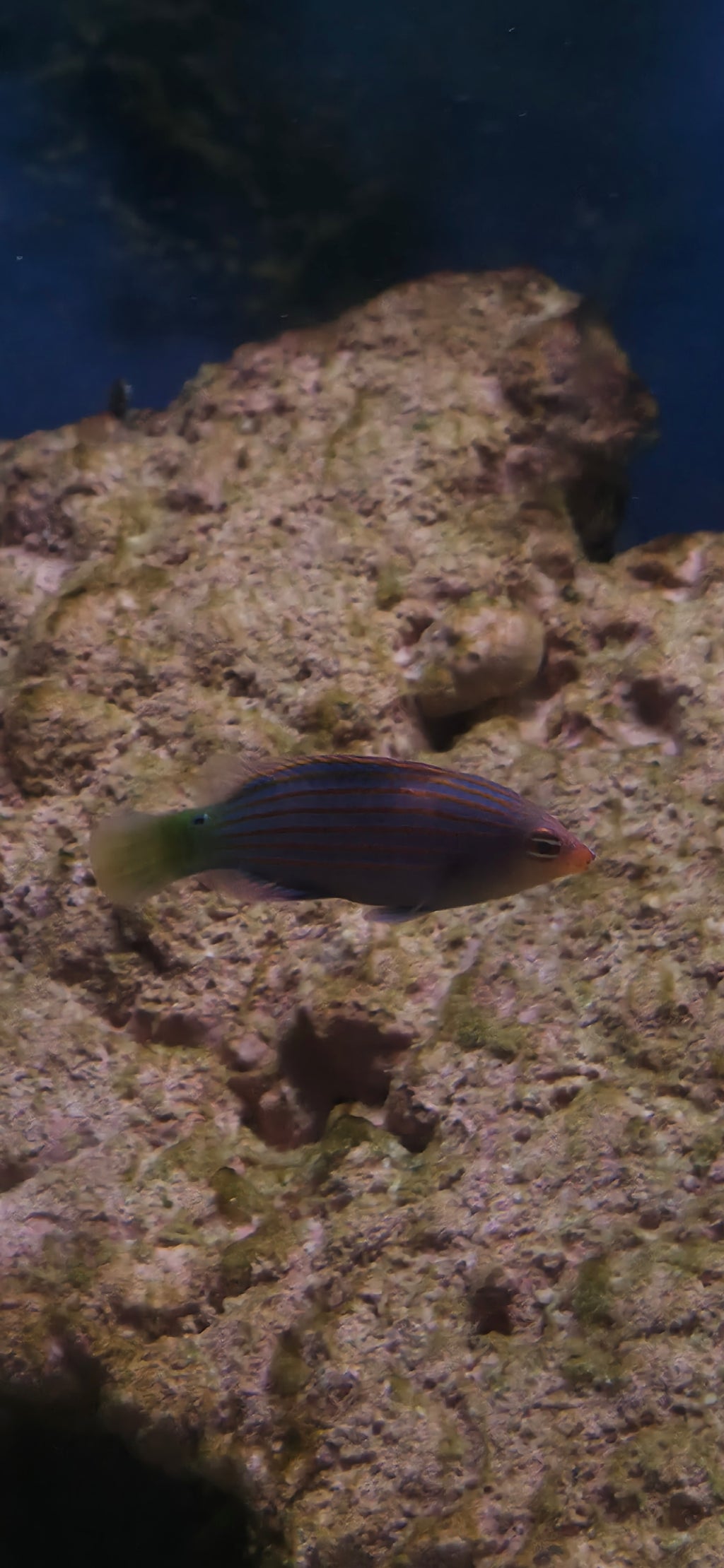 Six Line Wrasse
