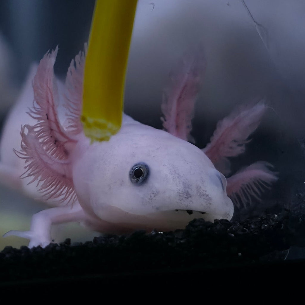 Axolotls