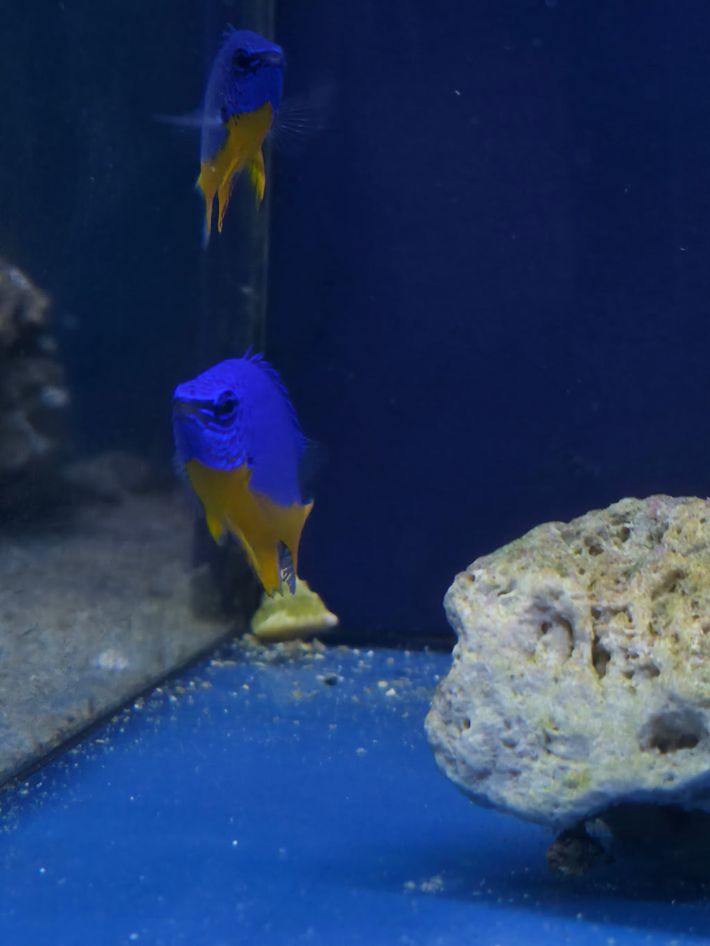 Azure Damsel