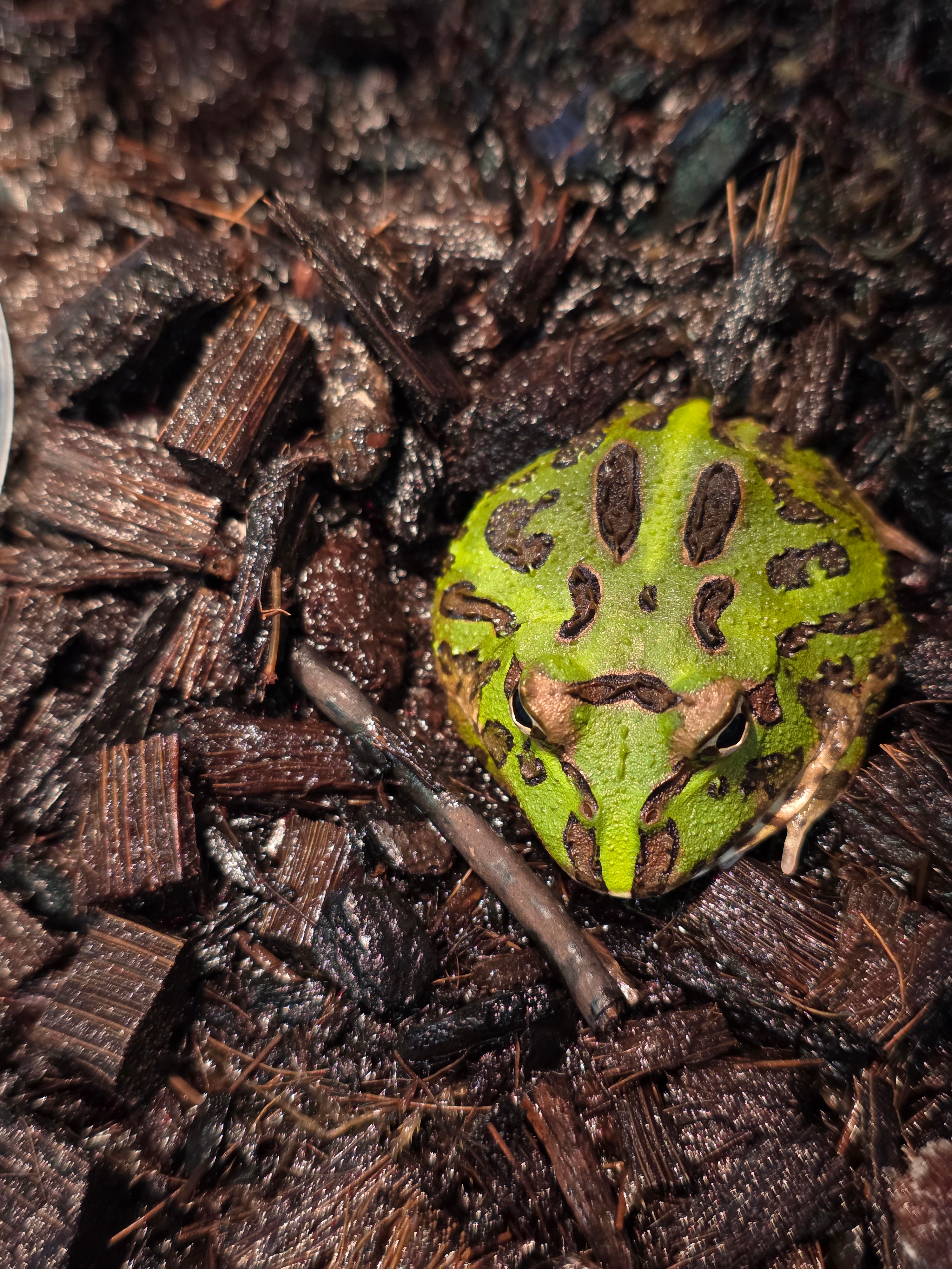 Pacman Frog