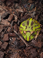 Load image into Gallery viewer, Ma 'Pacman Frog'
