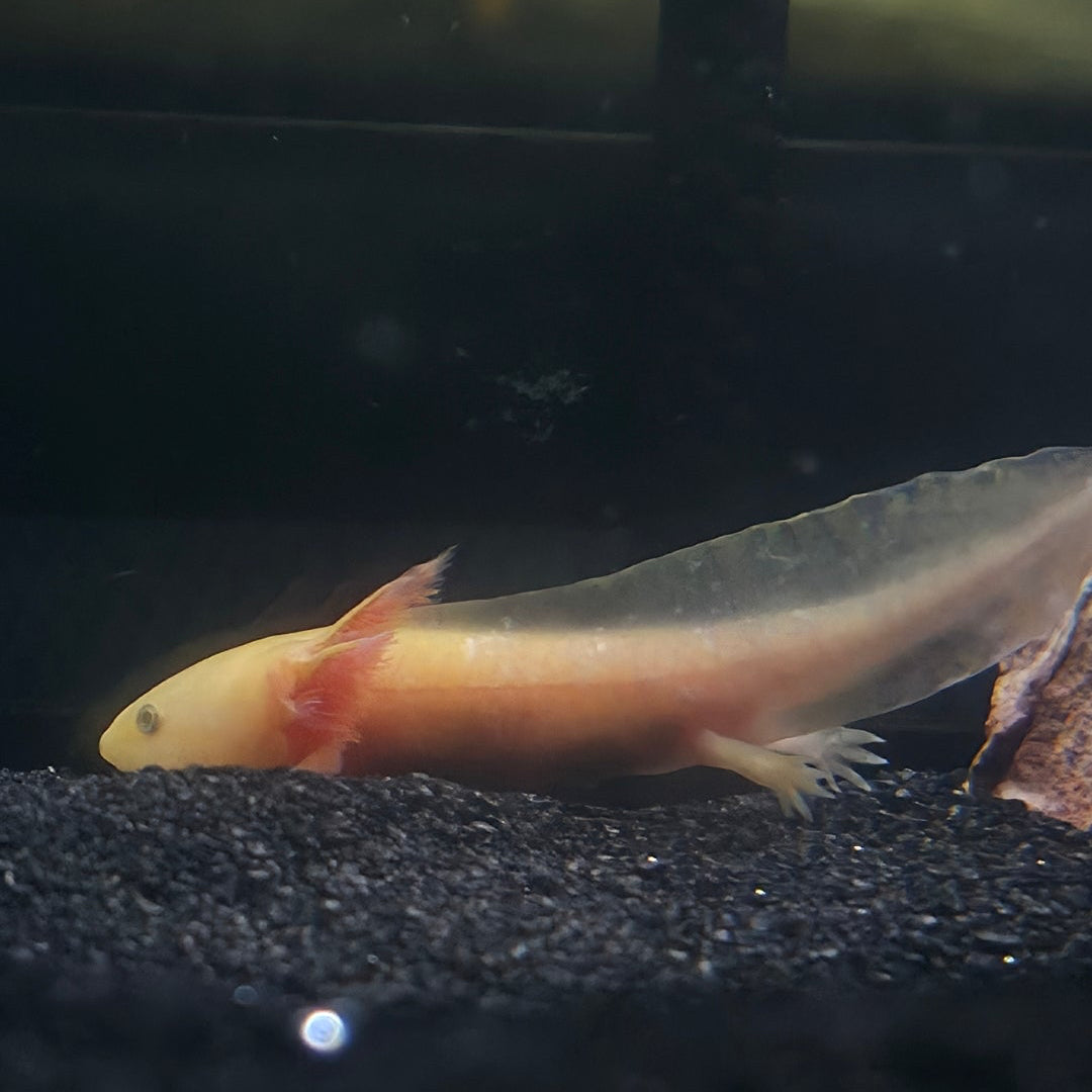 Axolotls
