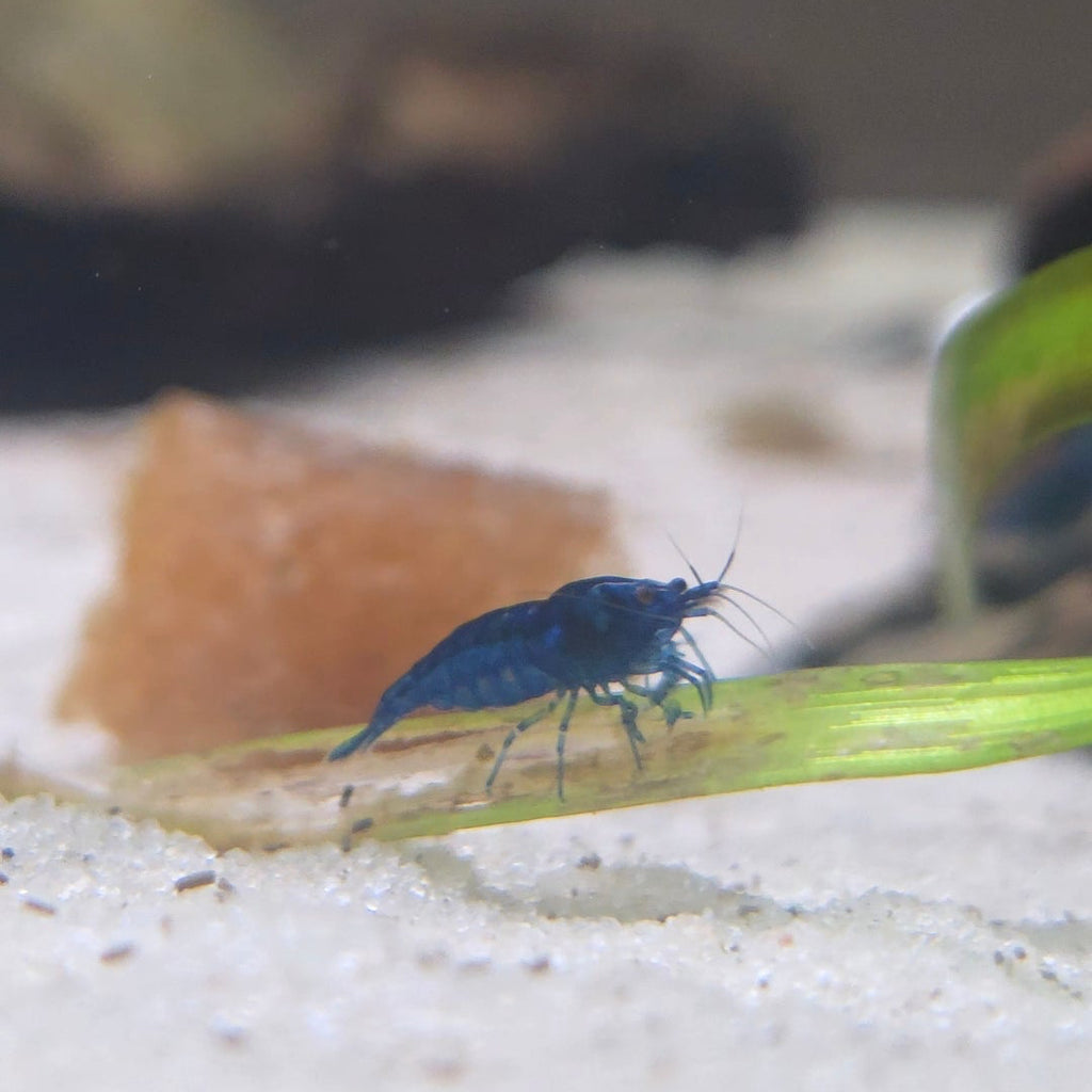 Neocaridina