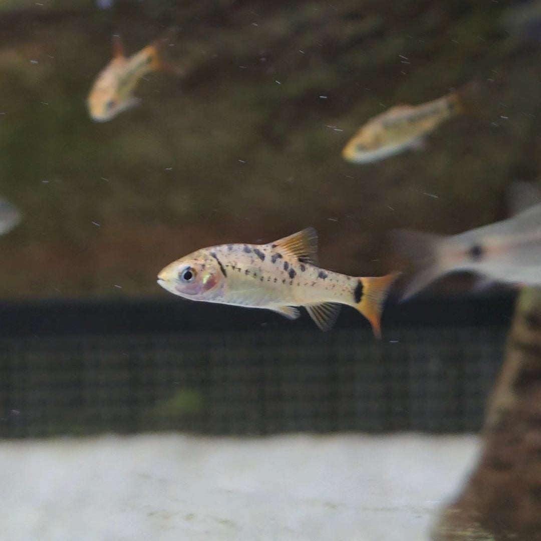 Pentazona Barb
