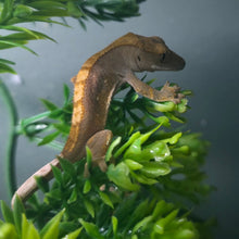 Load image into Gallery viewer, Crested Gecko (Juv)
