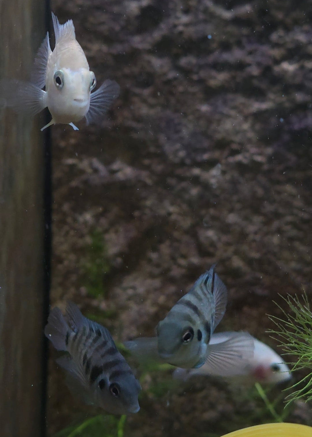 Convict Cichlid