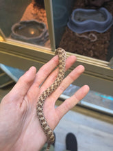 Load image into Gallery viewer, Reese Slitherspoon 'Western Hognose'
