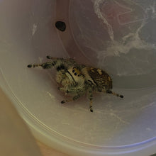 Load image into Gallery viewer, Regal Jumping Spider Juv.
