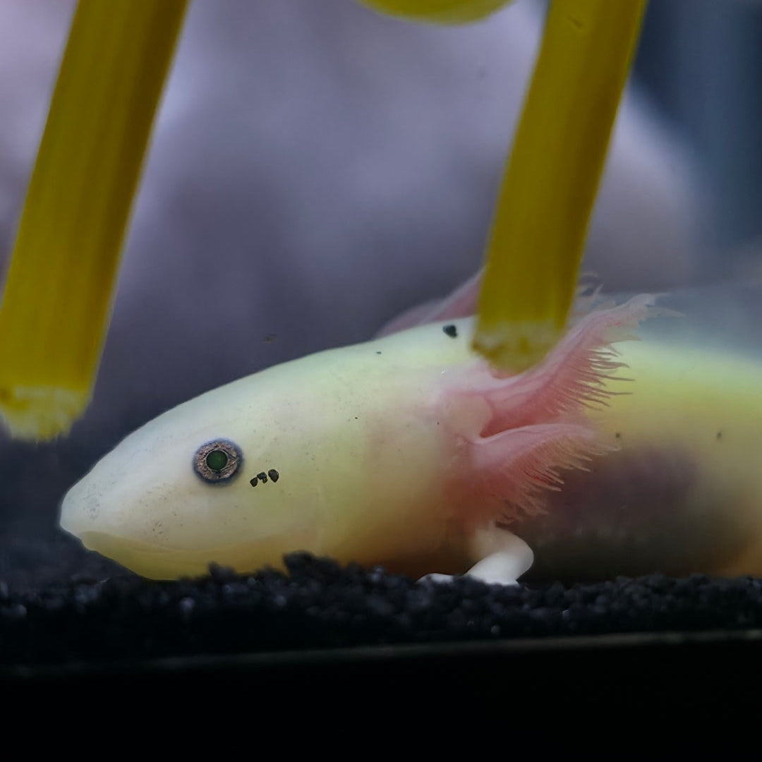 Axolotls
