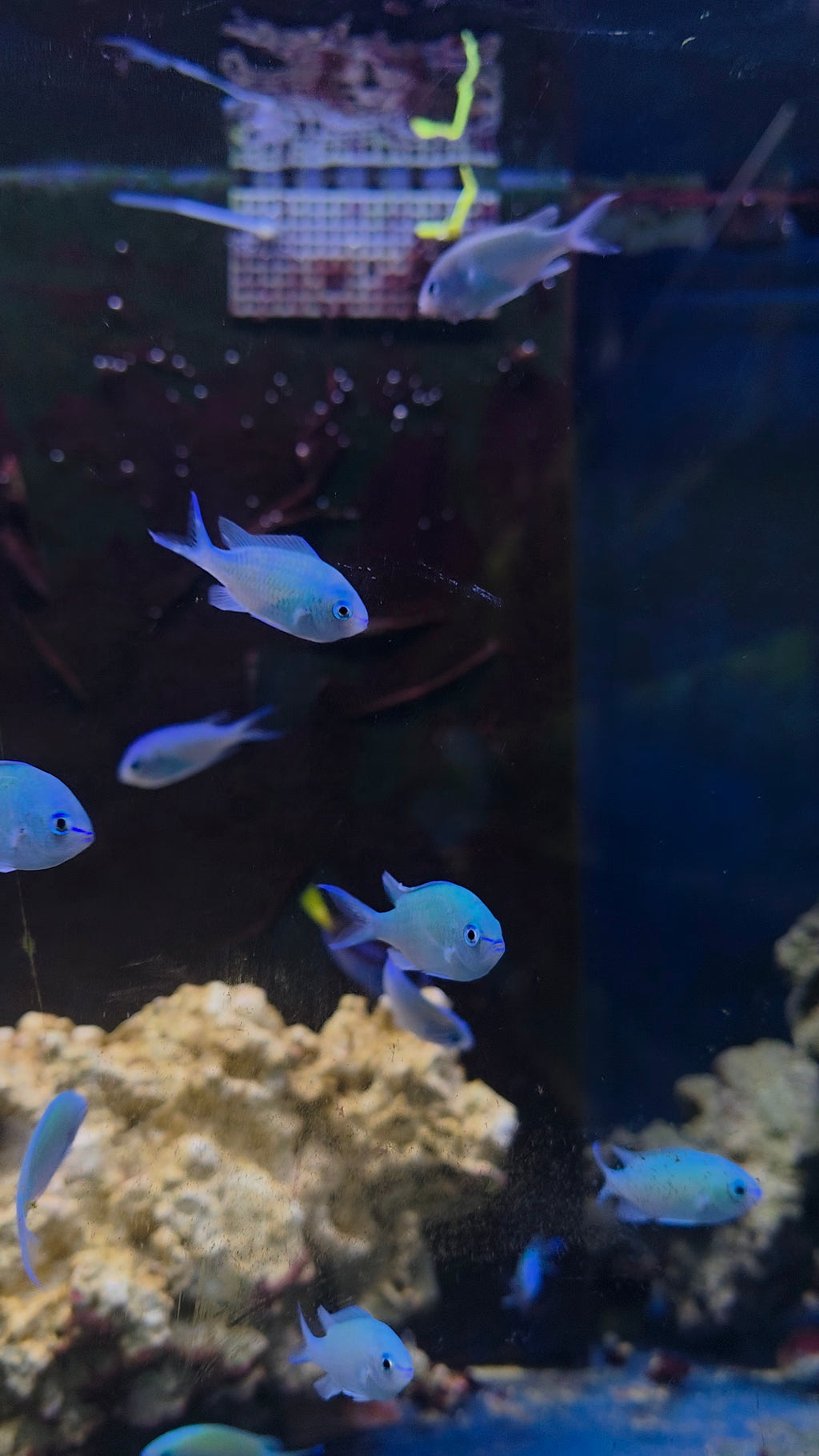 Green Chromis