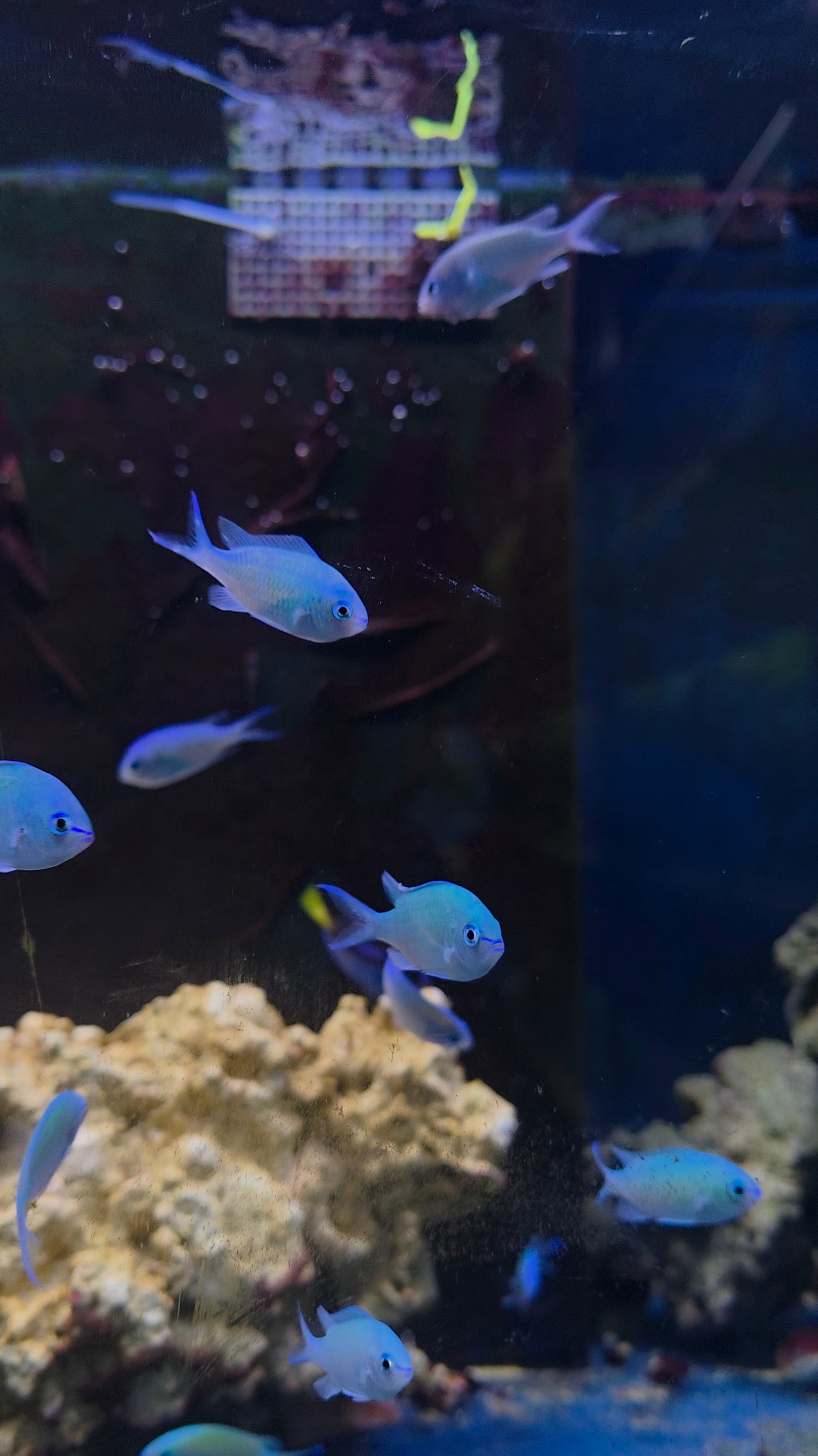 Green Chromis