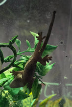 Load image into Gallery viewer, Crested Gecko (Juv)
