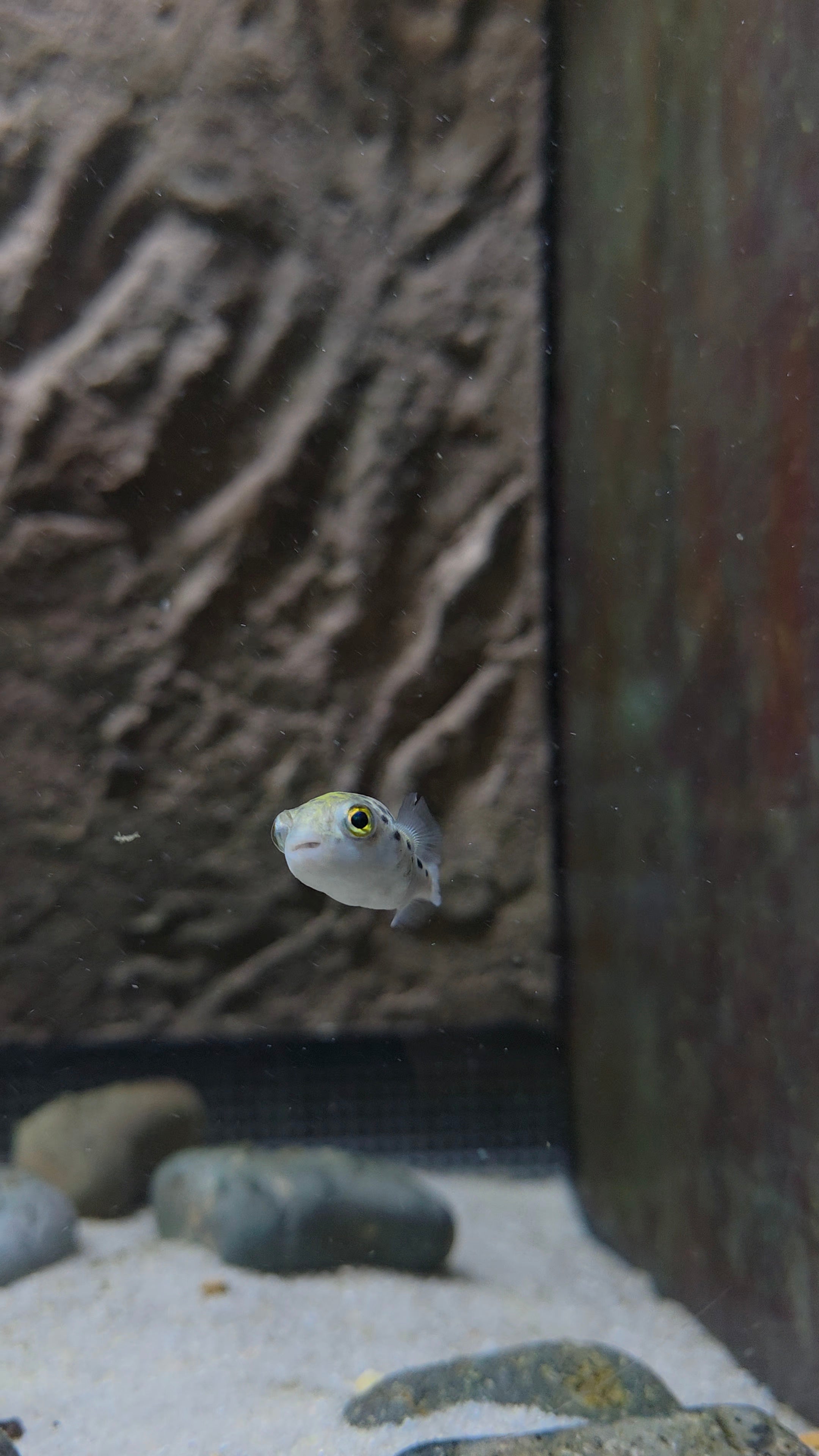Green Spotted Puffer