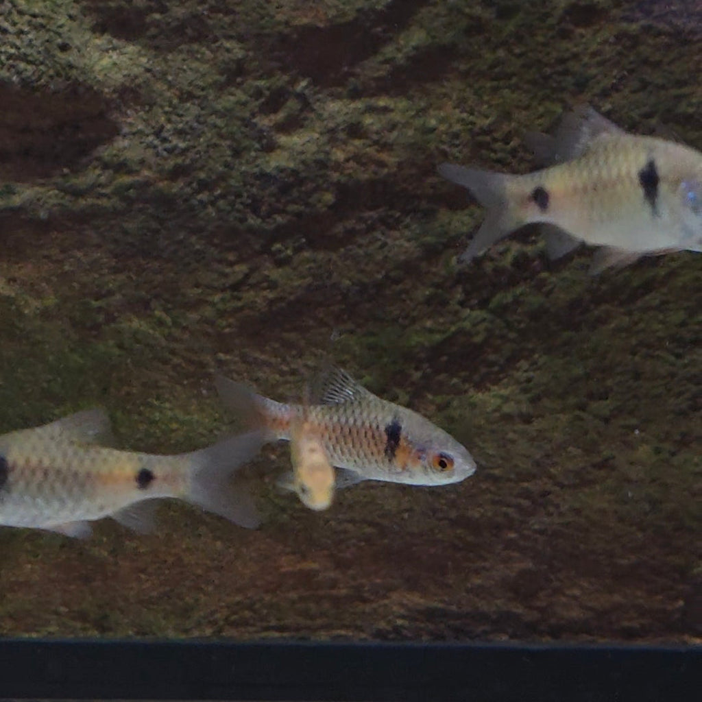 Odessa Barb
