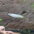 Golden Wonder Killi Fish