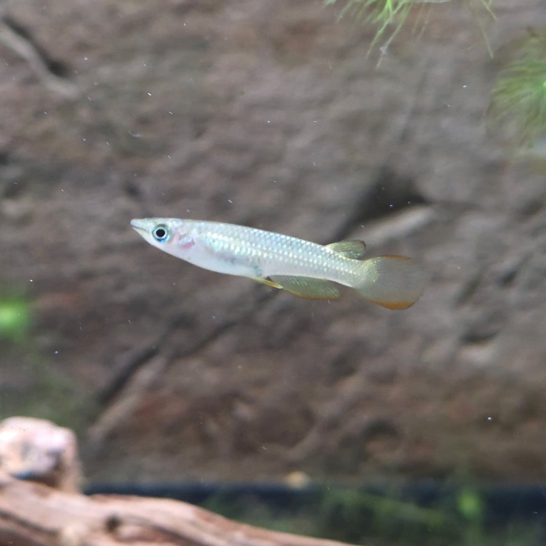 Golden Wonder Killi Fish