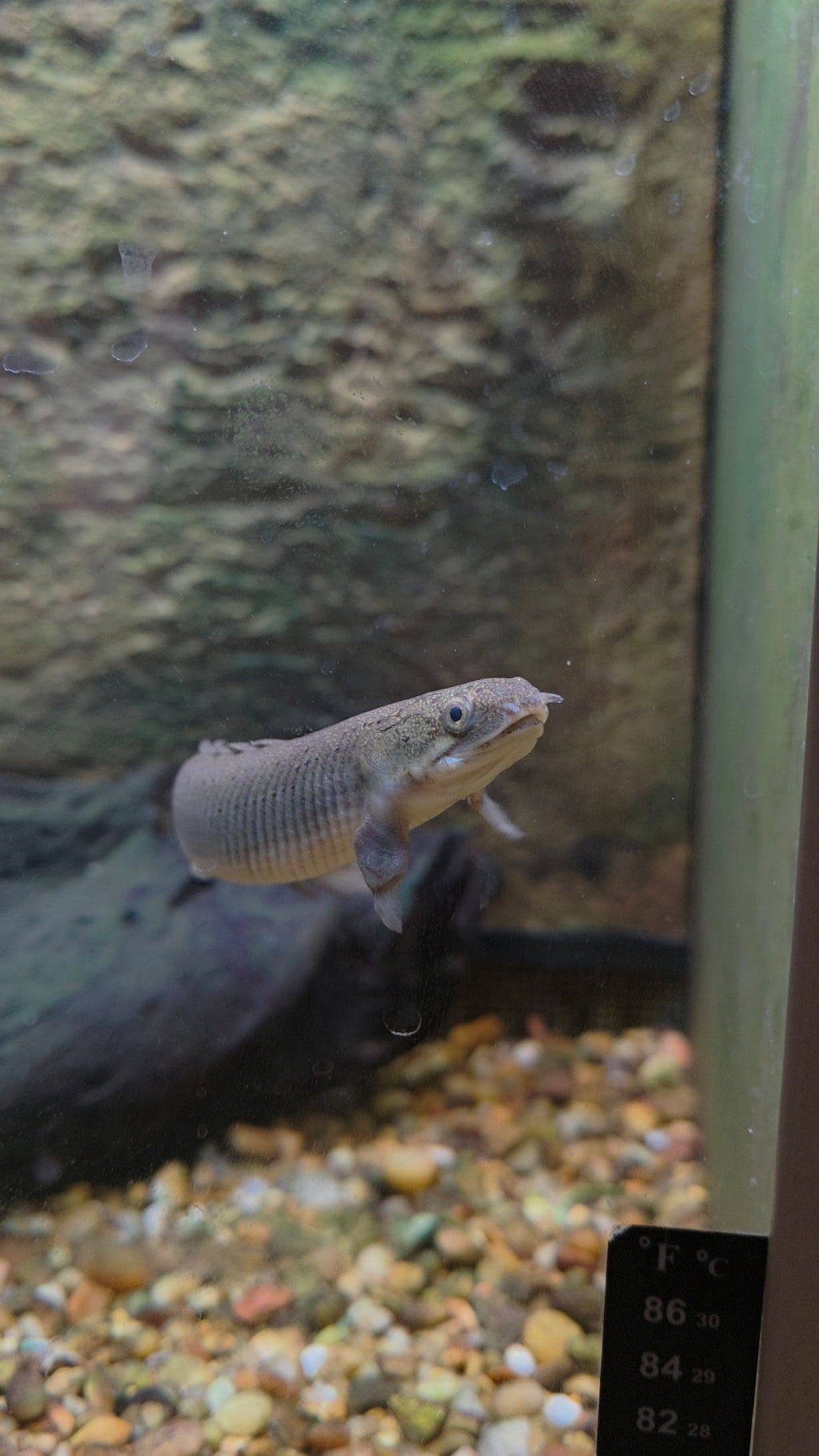 Bichir/Polypterus