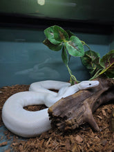 Load image into Gallery viewer, Pastel Puma Ball Python
