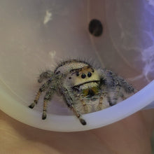 Load image into Gallery viewer, Regal Jumping Spider Juv.
