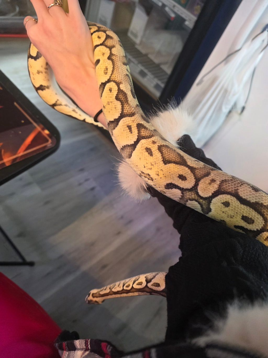 Super Pastel Ball Python