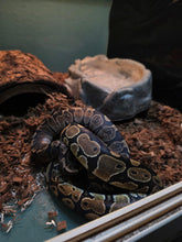 Load image into Gallery viewer, Pastel Ball Python
