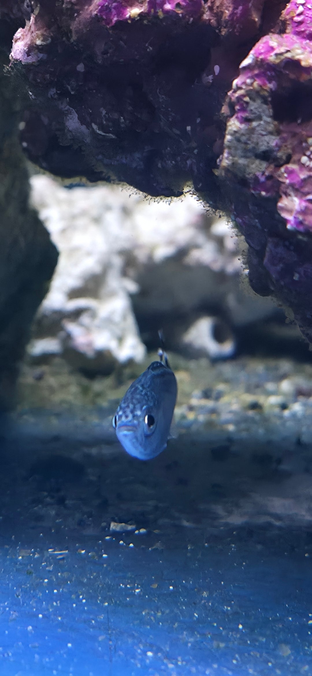 Barred Flagtail